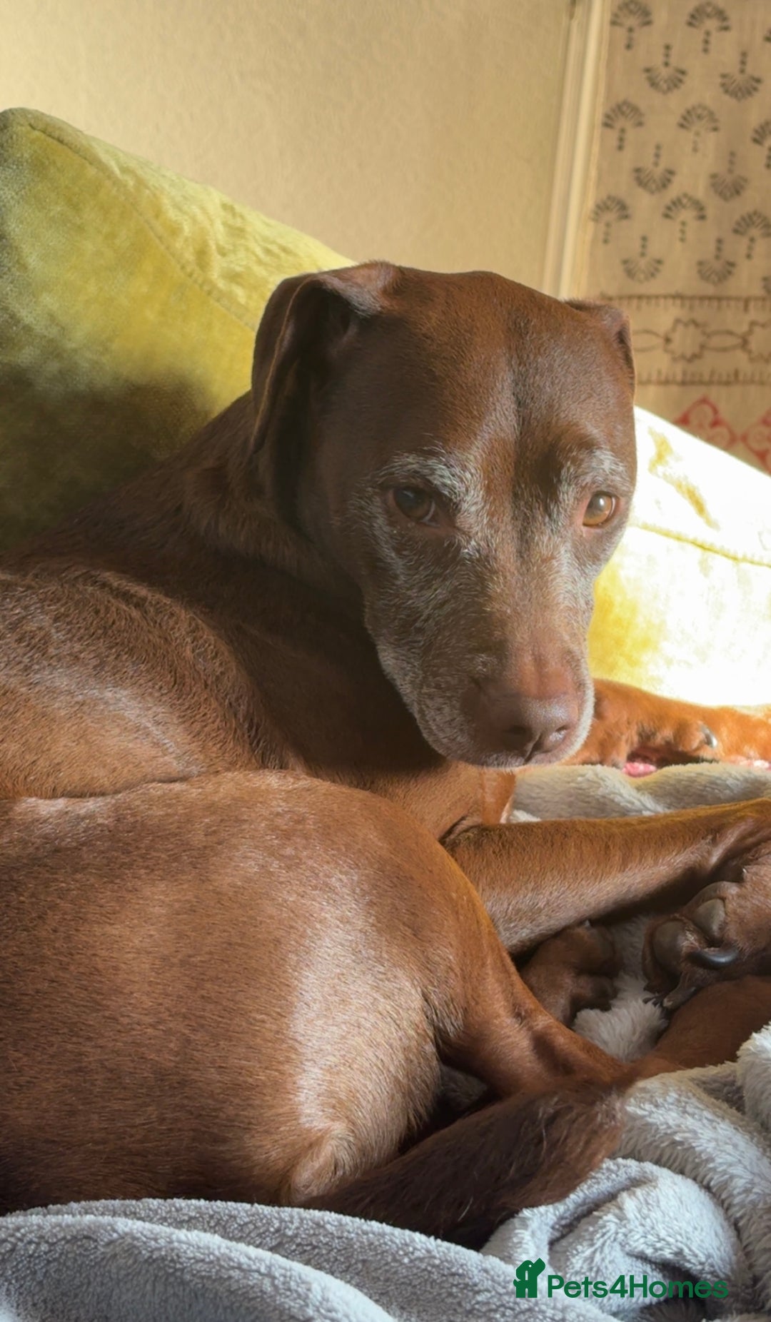 Patterdale Terrier dogs for sale: Female Patterdale Terrier Terri - Image 3