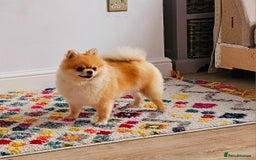Pomeranian dogs for sale: Pomeranian.female,2 years old,microchipped - Image 1