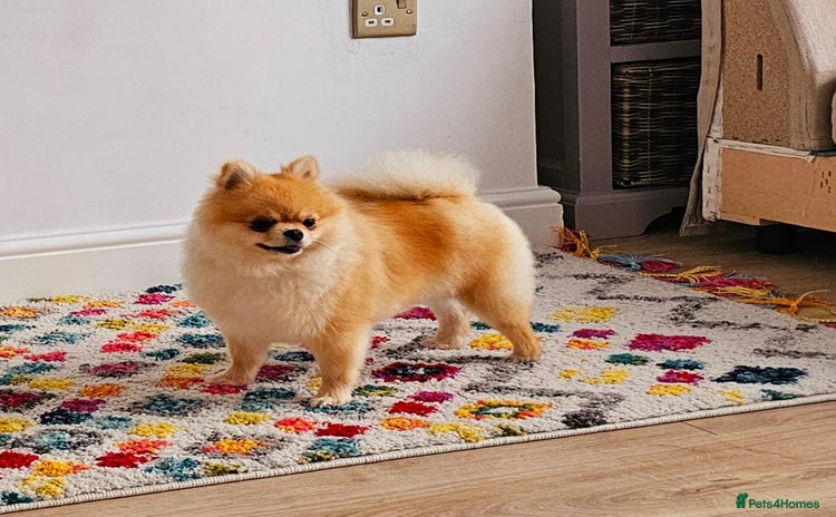 Pomeranian dogs - Advert 1