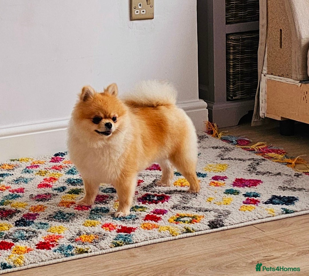 Pomeranian dogs for sale: Pomeranian.female,2 years old,microchipped - Image 1
