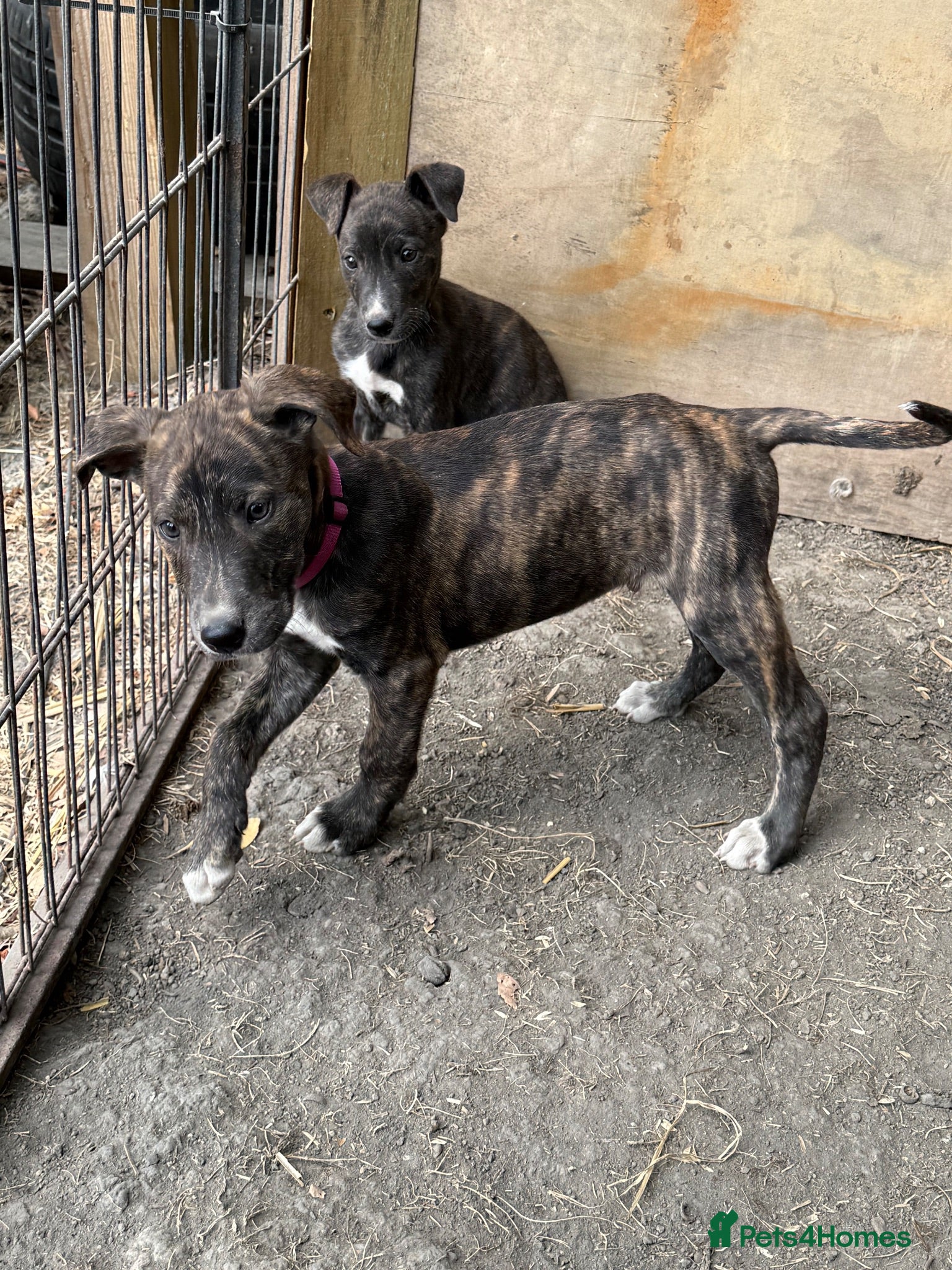 Lurcher dogs Beautiful Boy Lurcher Puppies  - Advert 5