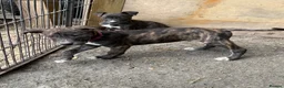 Lurcher dogs for sale: x2 Beautiful Boy Lurcher Puppies  - Advert 2