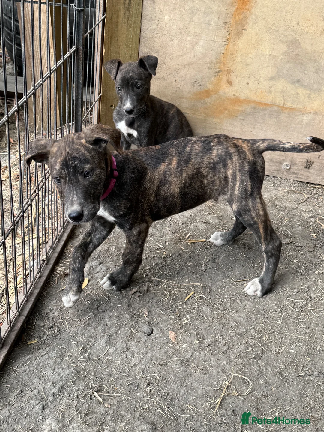 Lurcher dogs for sale: x2 Beautiful Boy Lurcher Puppies  - Advert 2
