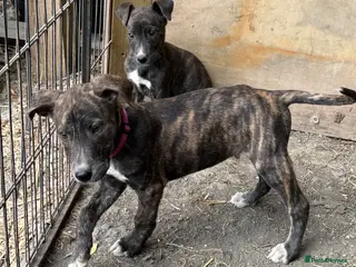 Lurcher dogs Beautiful Boy Lurcher Puppies - Advert 5