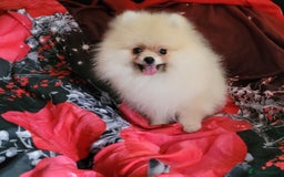 Pomeranian dogs for sale: XXS🐶KC REG🐾Pomeranian Puppies for sale🐶 in Brentwood - Image 14