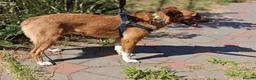 Mixed Breed dogs for adoption: ❤️🐶 LIRA – THE SOFTEST HEART - Advert 12
