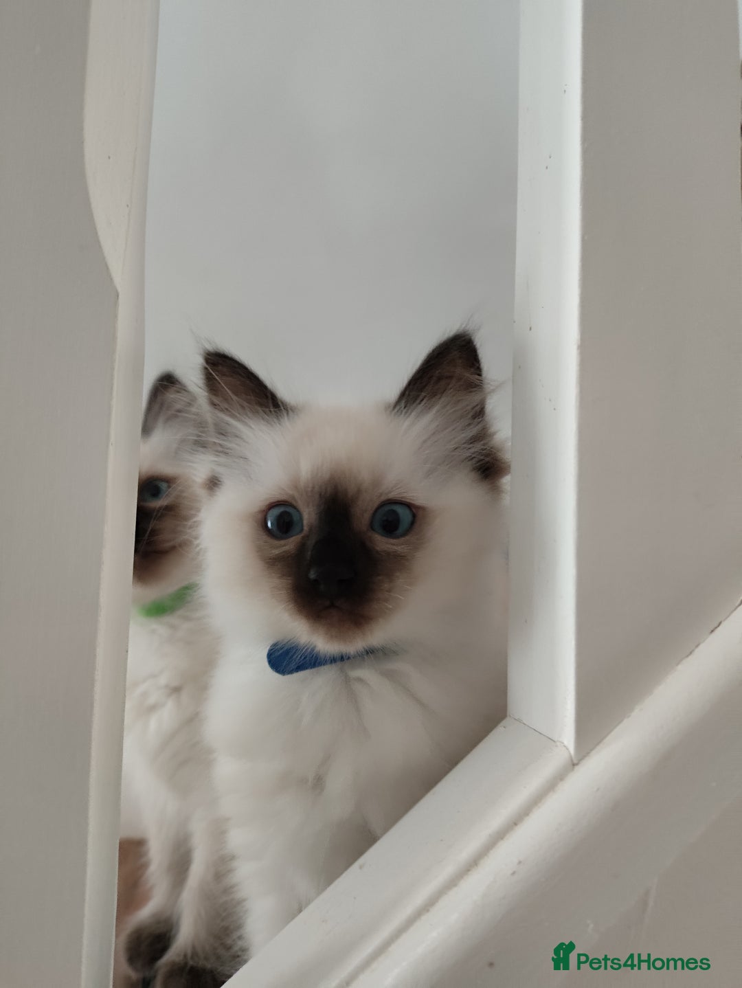 Ragdoll cats for sale: Adorable Ragdoll Kitten ready now - Image 6