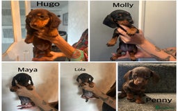 Miniature Dachshund dogs for sale: Beautiful miniature dachshunds  - Image 7