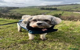 Zuchon dogs for sale: *Not selling* Seeking King Charles  - Image 2