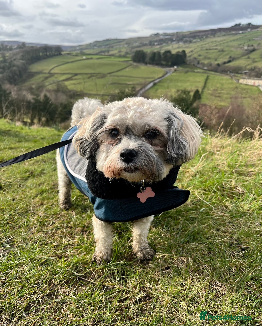Zuchon dogs for sale: *Not selling* Seeking King Charles  - Image 2