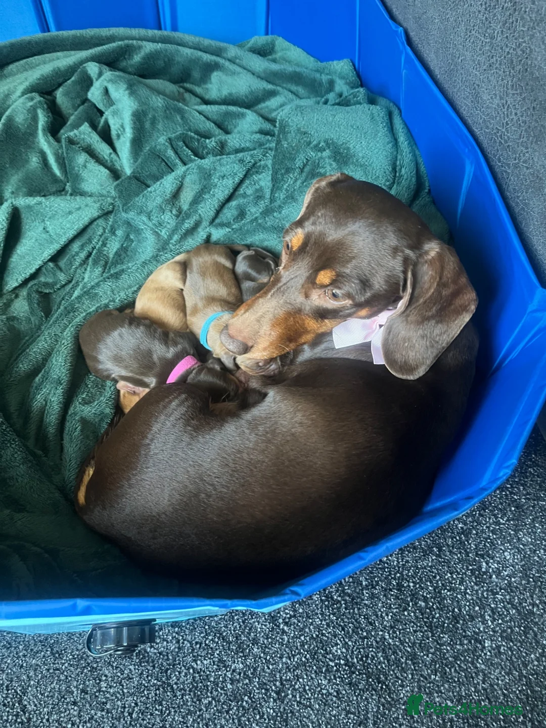 Miniature Dachshund dogs for sale: Last in little beautiful cream female  - Advert 6