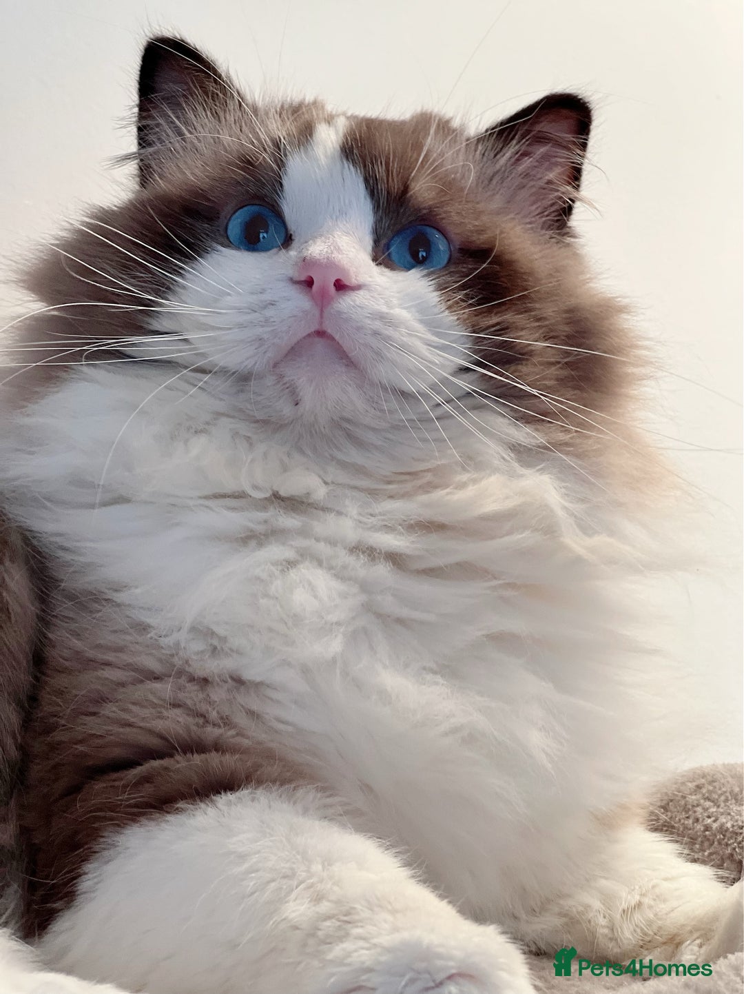 Ragdoll cats for stud: 5 Pedigree TICA European Famous R-Bloodline  in London - Image 12