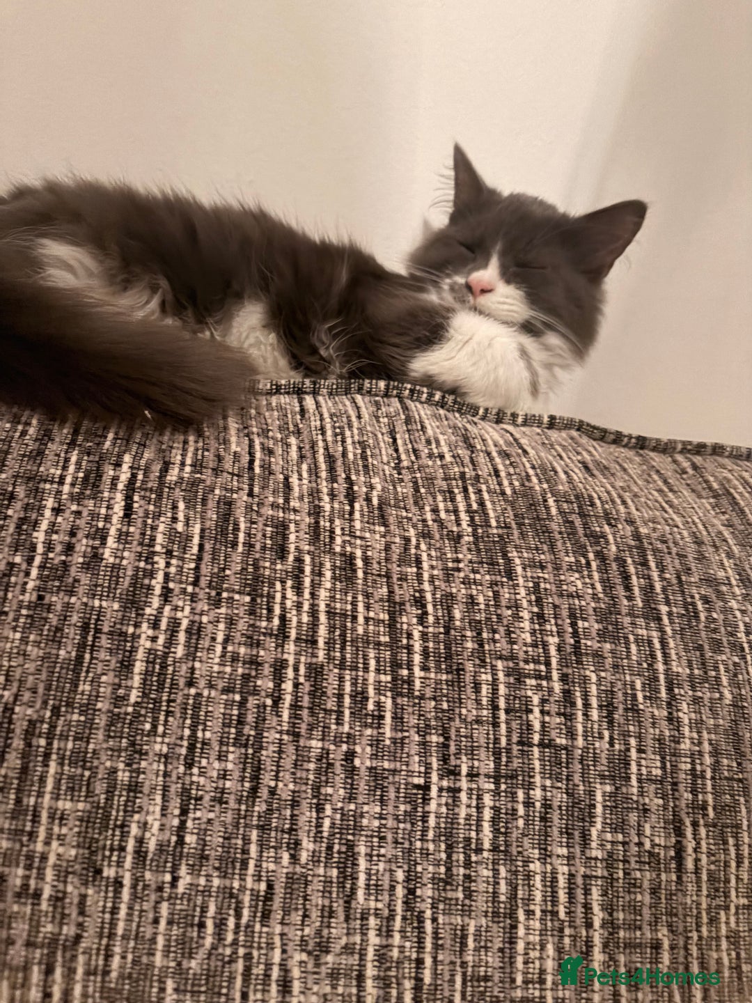 British Longhair cats for sale: 2 Male Kittens - Advert 4