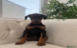 Dobermann dogs for sale: Healthy chunky European Doberman puppies - Image 14