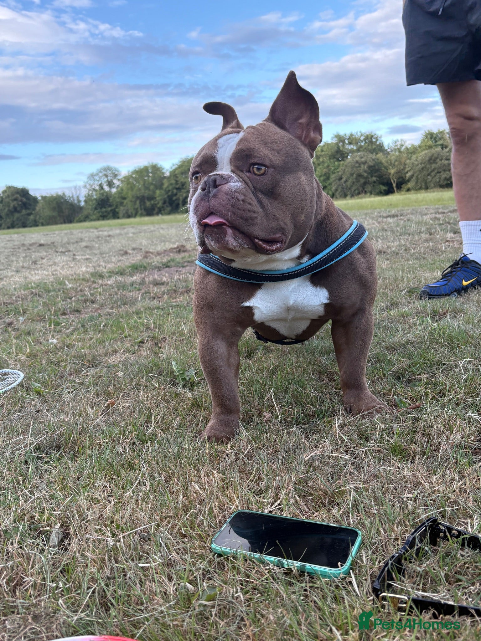 American Bully dogs For stud  - Advert 10