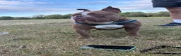 American Bully dogs for stud: For stud  - Advert 1