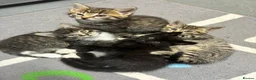 Domestic Shorthair cats for sale: 🐾 Adorable Kittens – 1Black Male & 3Tabby Females in Waltham Abbey - Advert 17