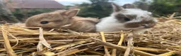 Mixed Breed rabbits for sale: Baby rabbits  - Advert 3