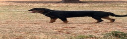 Rottweiler dogs for stud: Champion Bloodline Rottweiler Stud - Advert 3