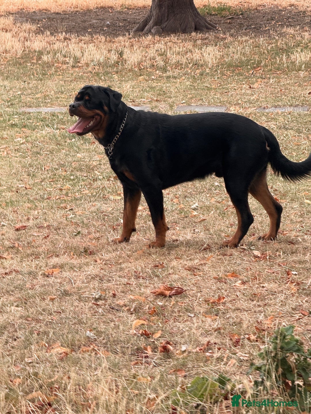 Rottweiler dogs for stud: Champion Bloodline Rottweiler Stud - Image 3