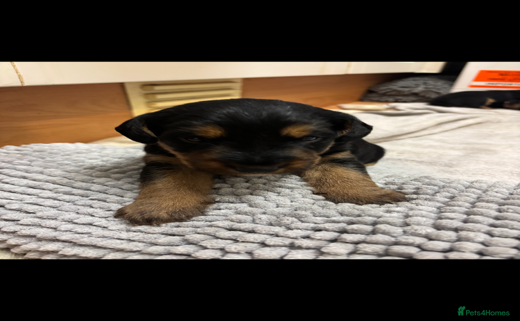 Mixed Breed dogs Lovely Lakeland x Terrier Puppies  - Advert 2