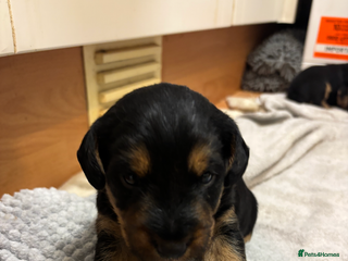 Mixed Breed dogs Lovely Lakeland x Terrier Puppies - Advert 11