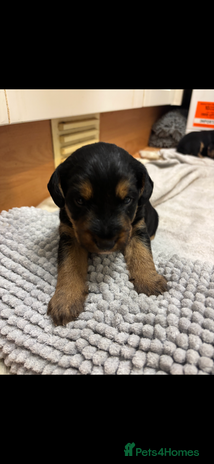 Mixed Breed dogs Lovely Lakeland x Terrier Puppies - Advert 1