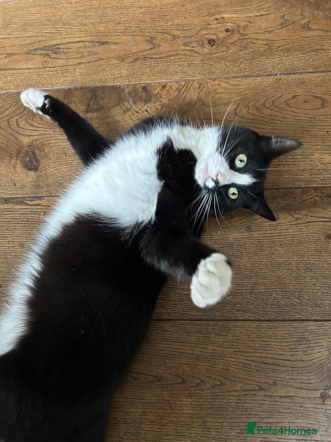 British Shorthair cats for sale: Affectionate lovely temperament Tuxedo Shorthair - Advert 6