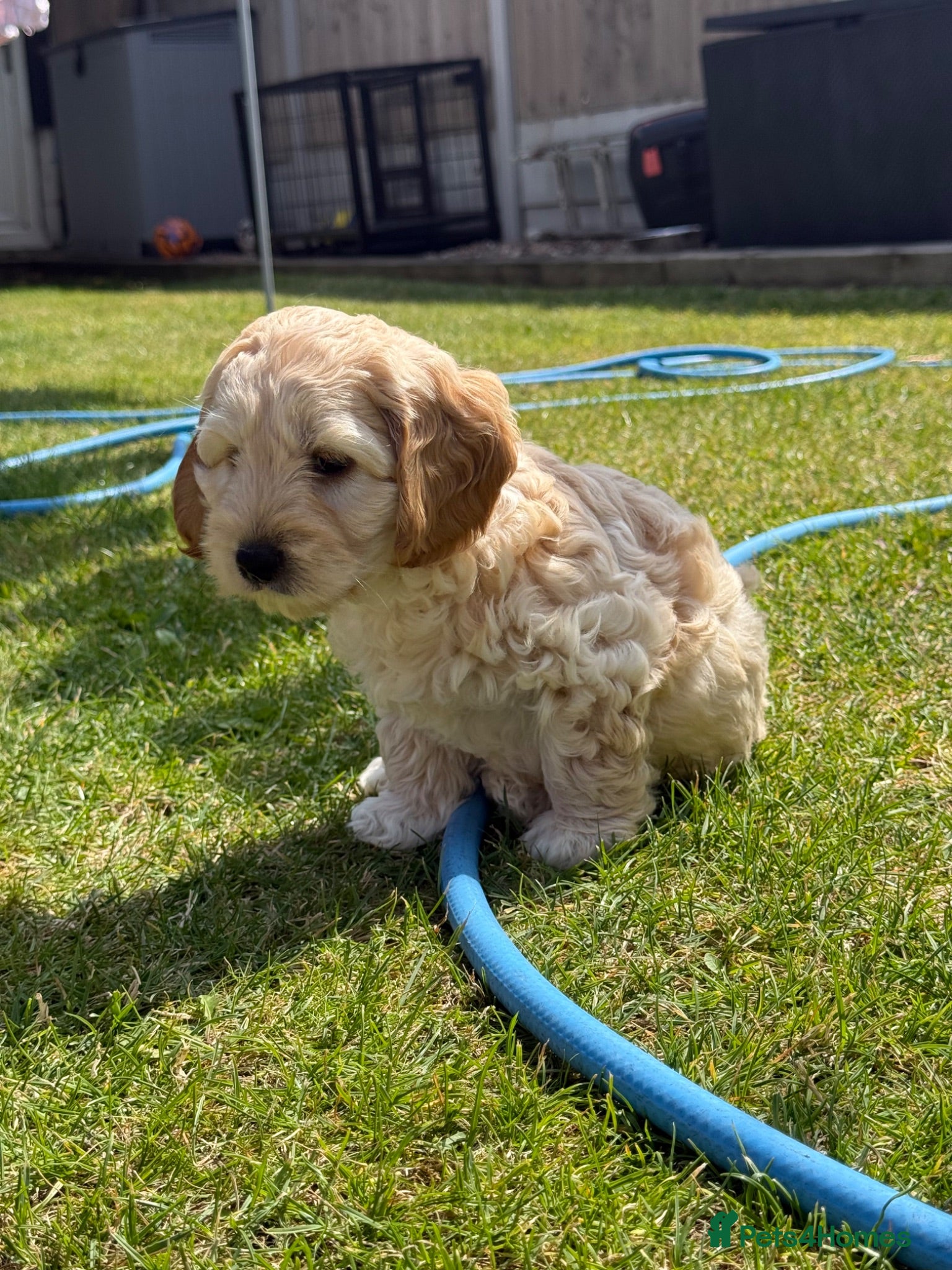 Cockapoo dogs ⭐️ADORABLE COCKAPOO PUPPIES⭐️ - Advert 2