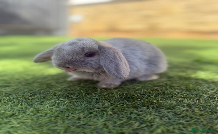 Mini Lop rabbits - Advert 4