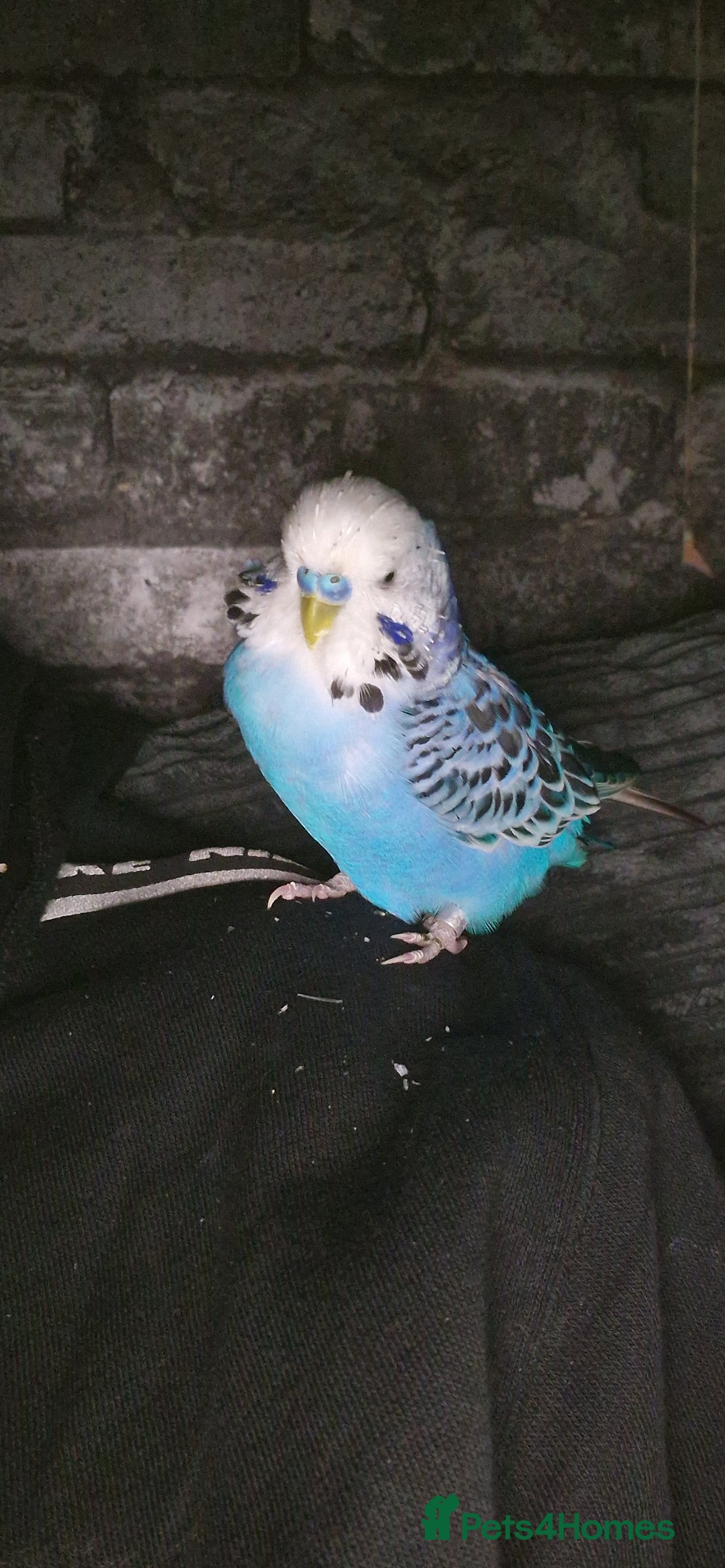 Budgerigars birds for sale: 2 Talkative blue and white budgies - Advert 5