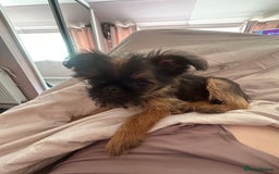 Griffon Bruxellois dogs for sale: Wolfy - Image 15