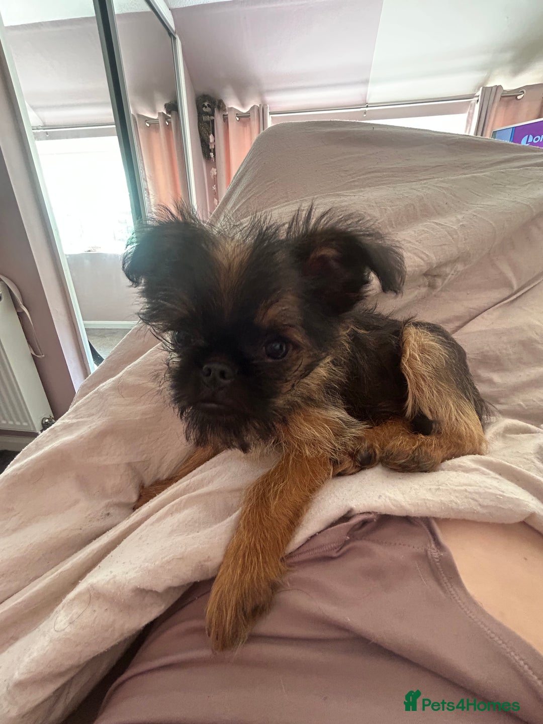 Griffon Bruxellois dogs for sale: Wolfy - Image 15