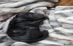 Cocker Spaniel dogs for sale: Cocker Spaniel pups - Image 2