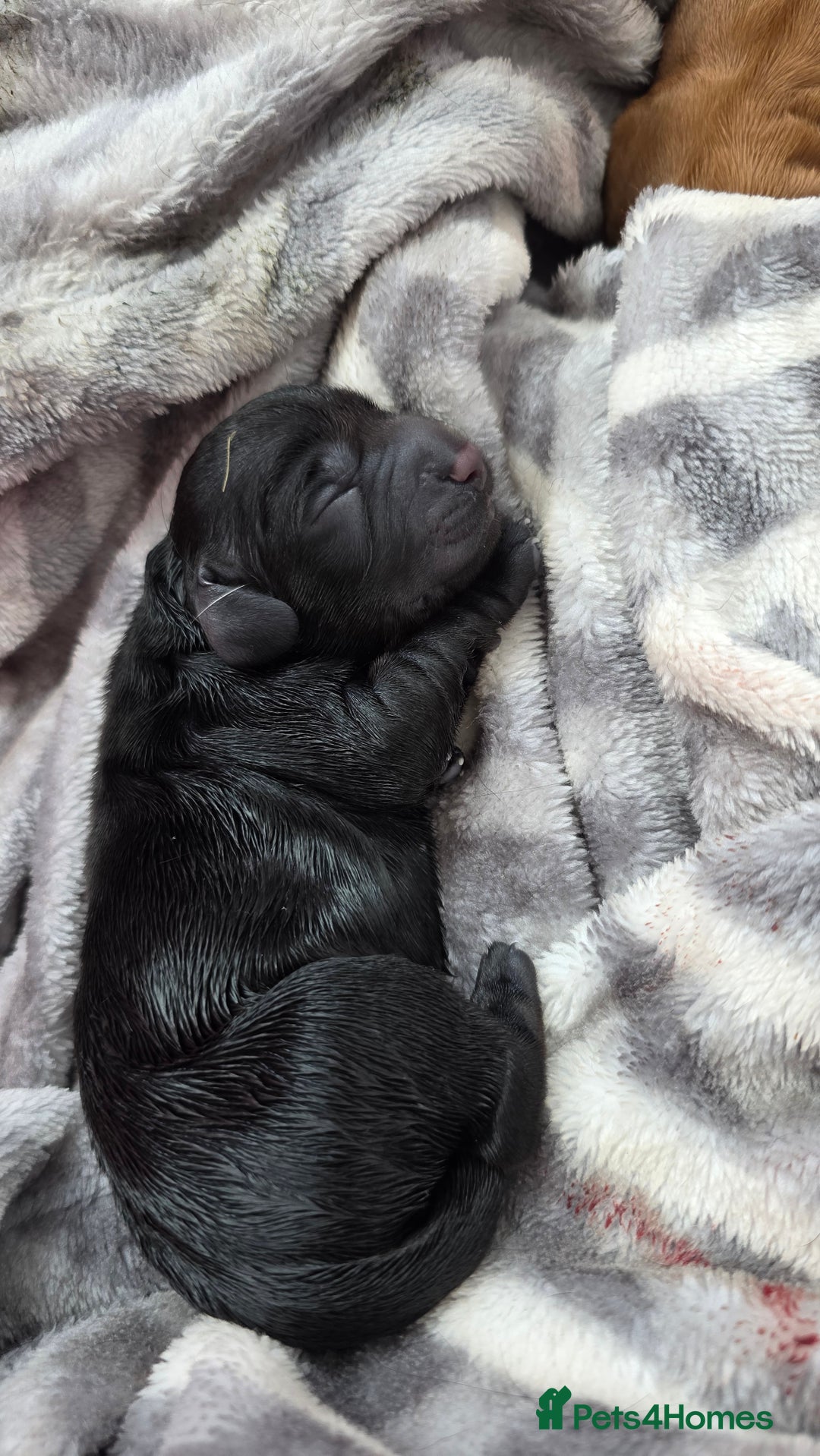 Cocker Spaniel dogs for sale: Cocker Spaniel pups - Image 2