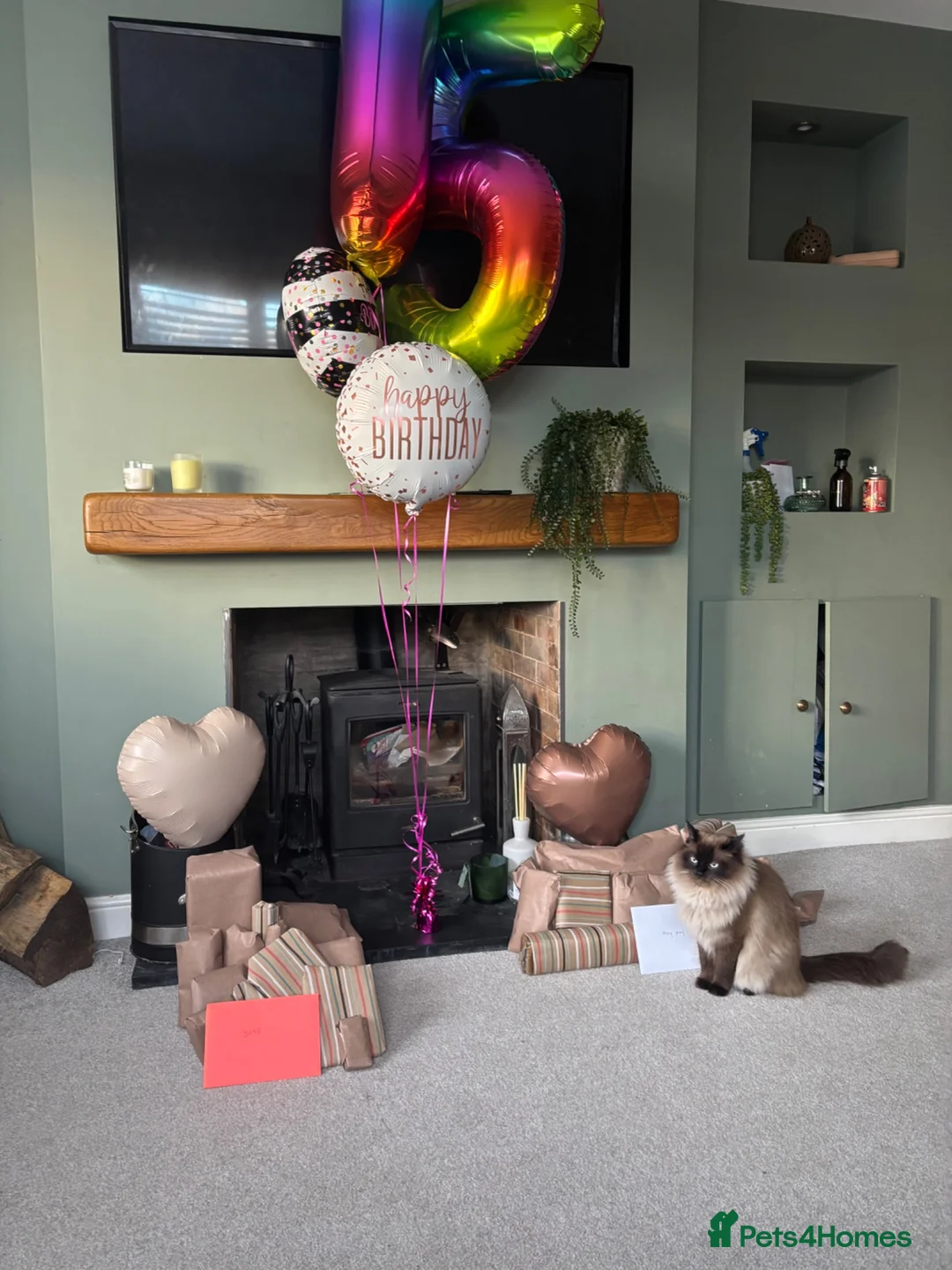 Ragdoll cats for sale: Chocolate ragdoll - Advert 9