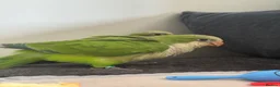 Parrots birds for sale: Baby Quakers Hand Reared & Well Socialised  - Advert 2