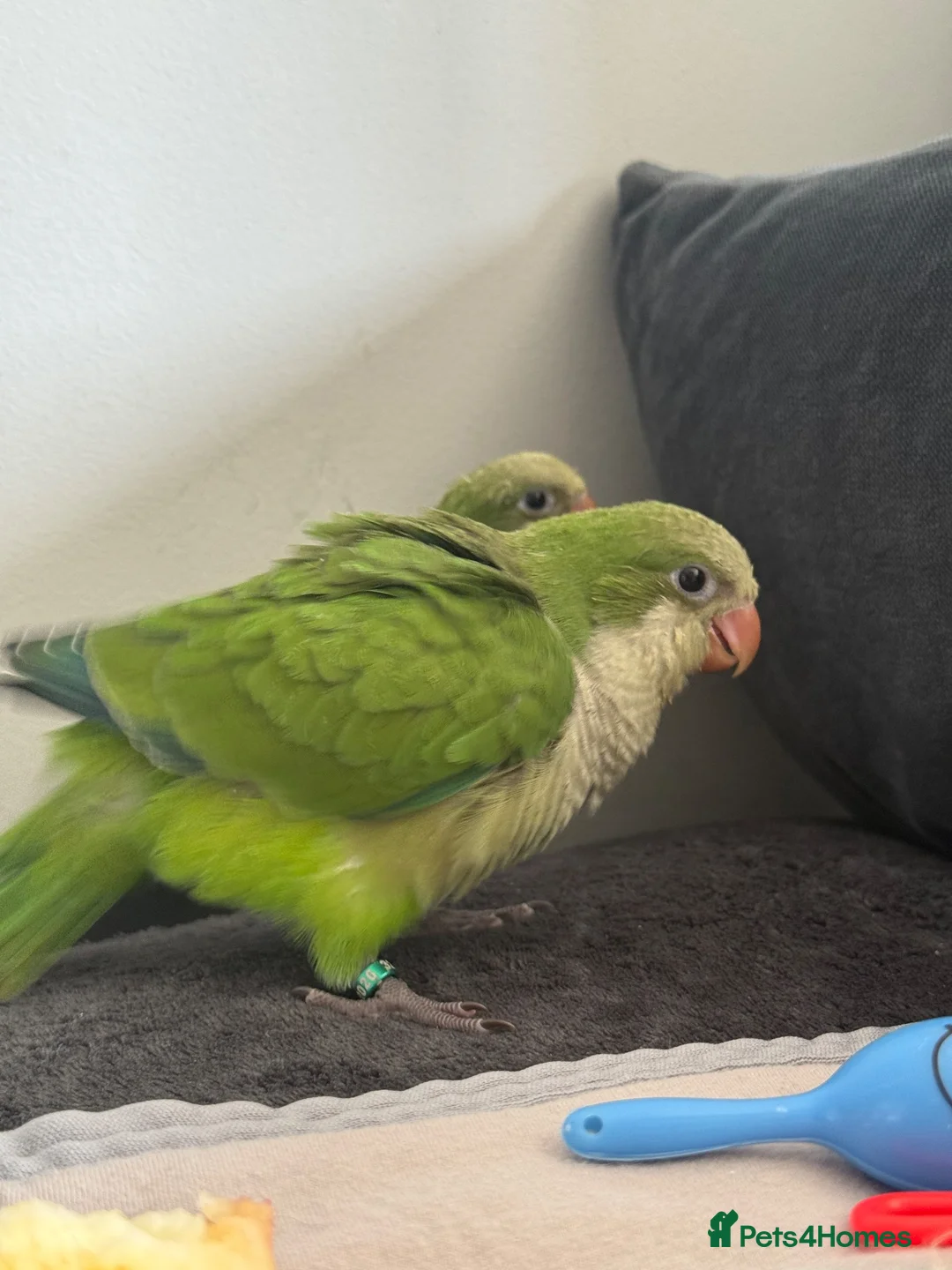Parrots birds for sale: Baby Quakers Hand Reared & Well Socialised  - Advert 2