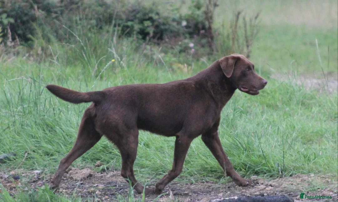 Labrador Retriever dogs for stud: 0/0 Hips and Elbows Proven Chocolate Labrador Stud in Totnes - Advert 6