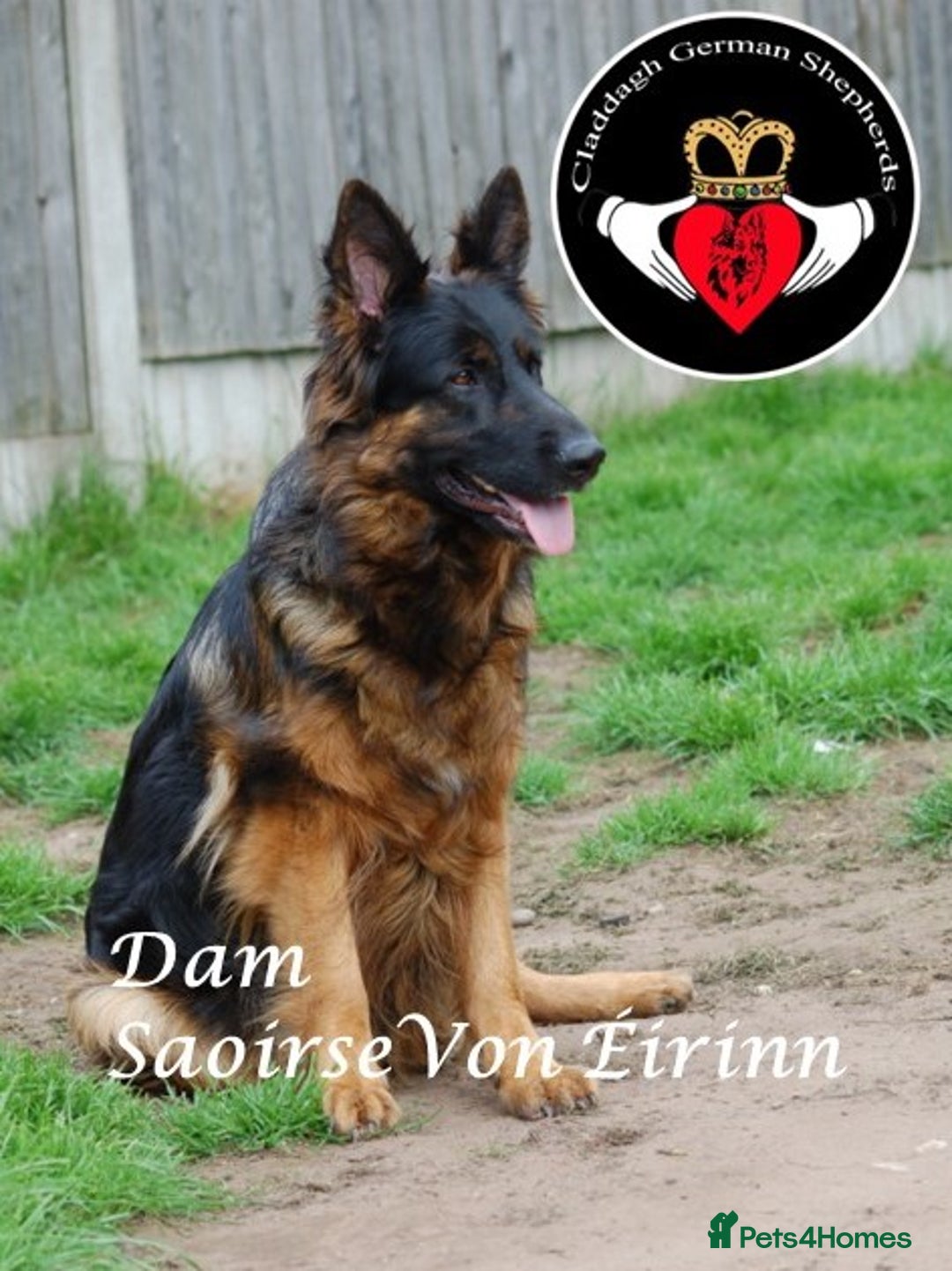 German Shepherd dogs for sale: hip scored DM Clear and DNA tested parents - Image 4