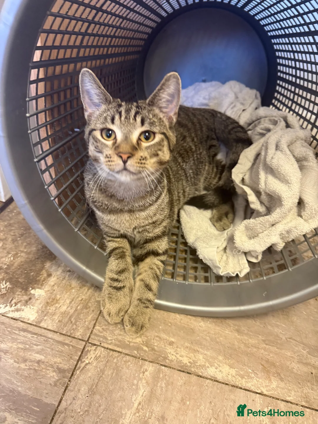 Mixed Breed cats for sale: 2 kittens  - Advert 2