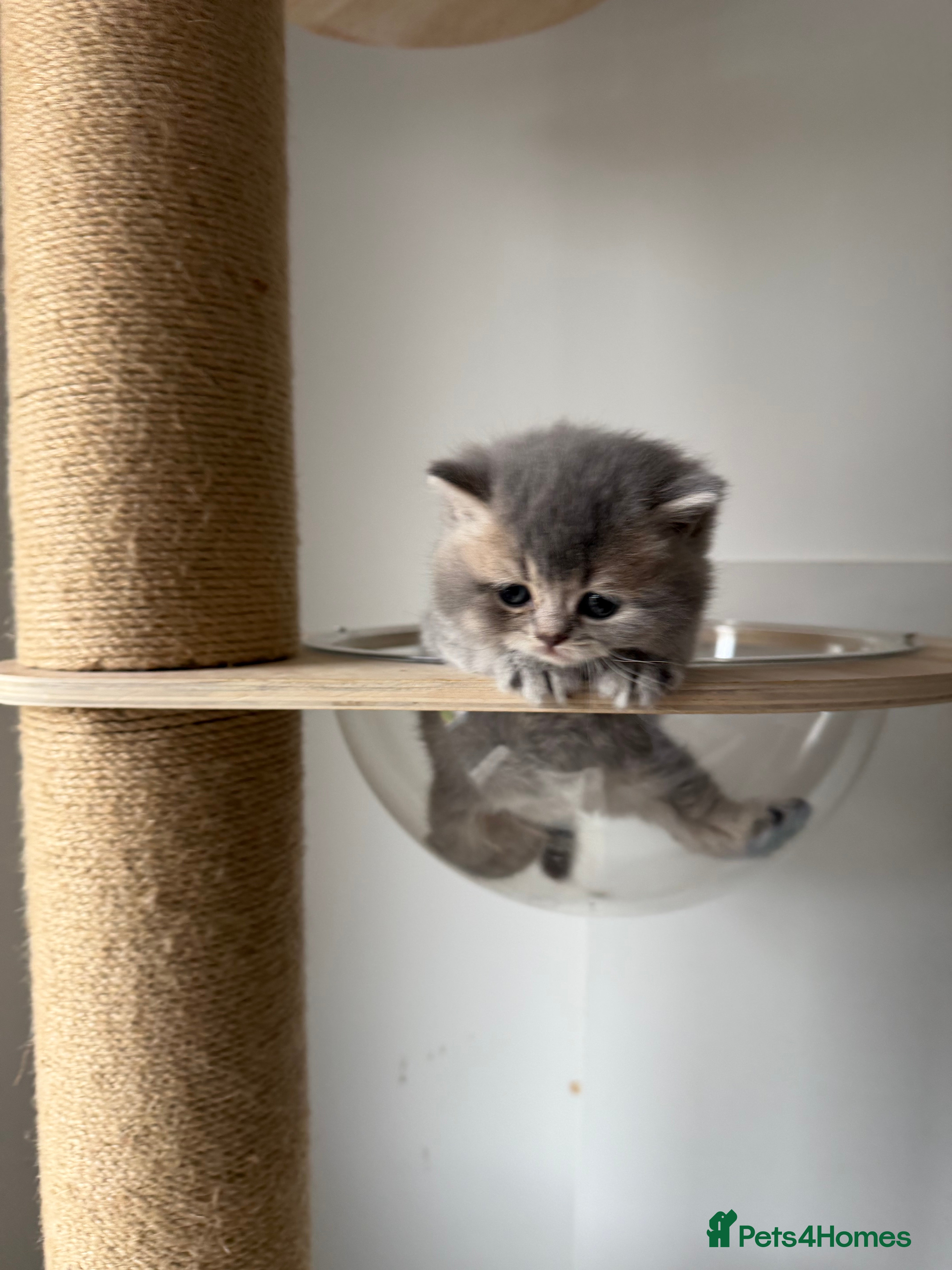 Scottish Fold cats 🏆 Champion Bloodlines Scottish Fold Kittens 🥇 - Advert 3