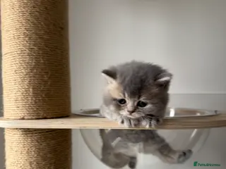 Scottish Fold cats 🏆 Champion Bloodlines Scottish Fold Kittens 🥇 - Advert 3