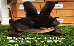 Rex rabbits for sale: Black and Tan Mini Rex  - Image 32