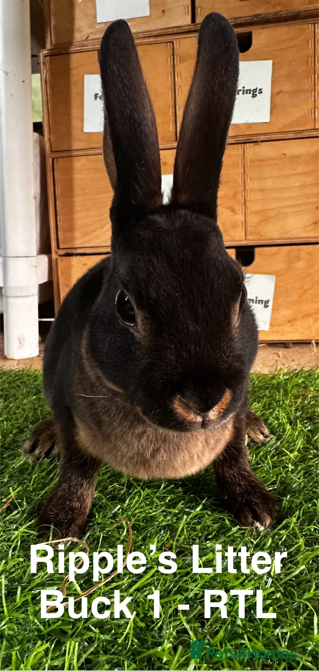 Rex rabbits for sale: Black and Tan Mini Rex  - Image 32