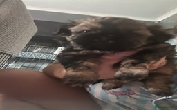 Shih Tzu dogs for sale: Shihtzu Puppies Available for reserve - Image 3
