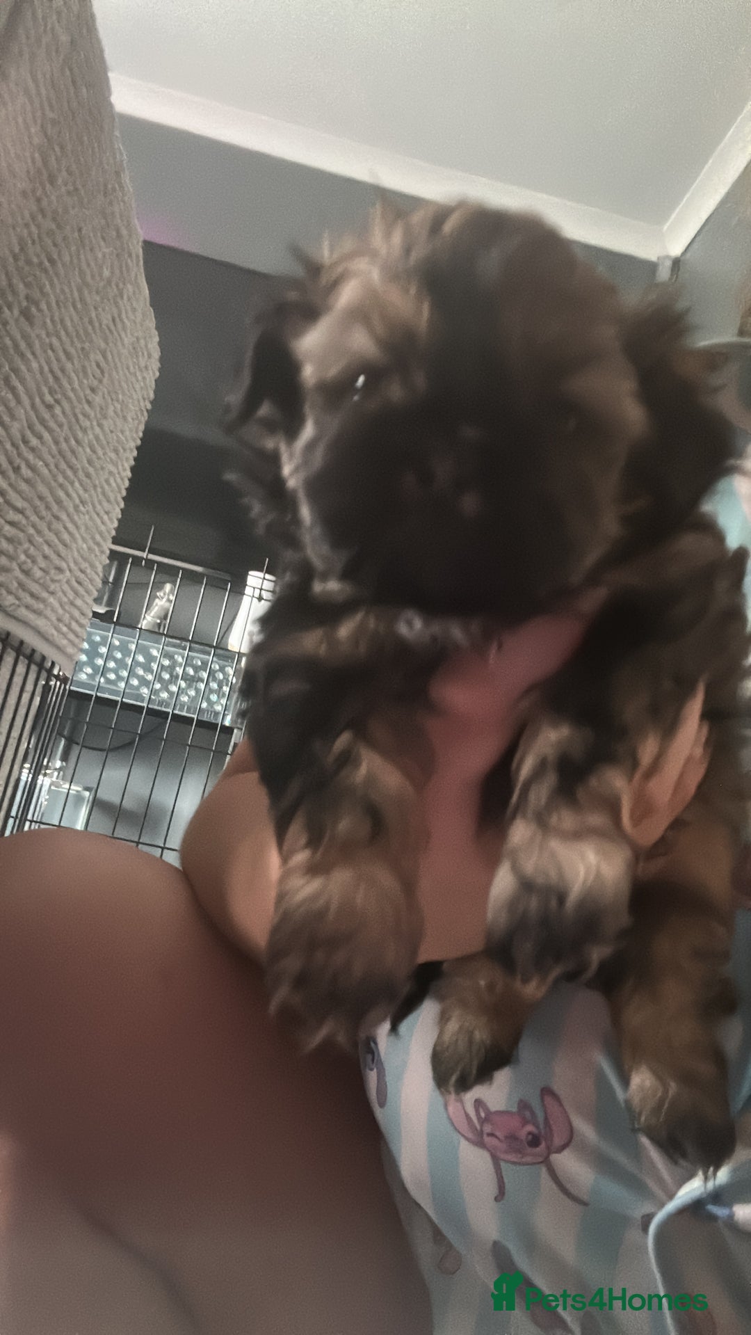 Shih Tzu dogs for sale: Shihtzu Puppies Available for reserve - Image 3