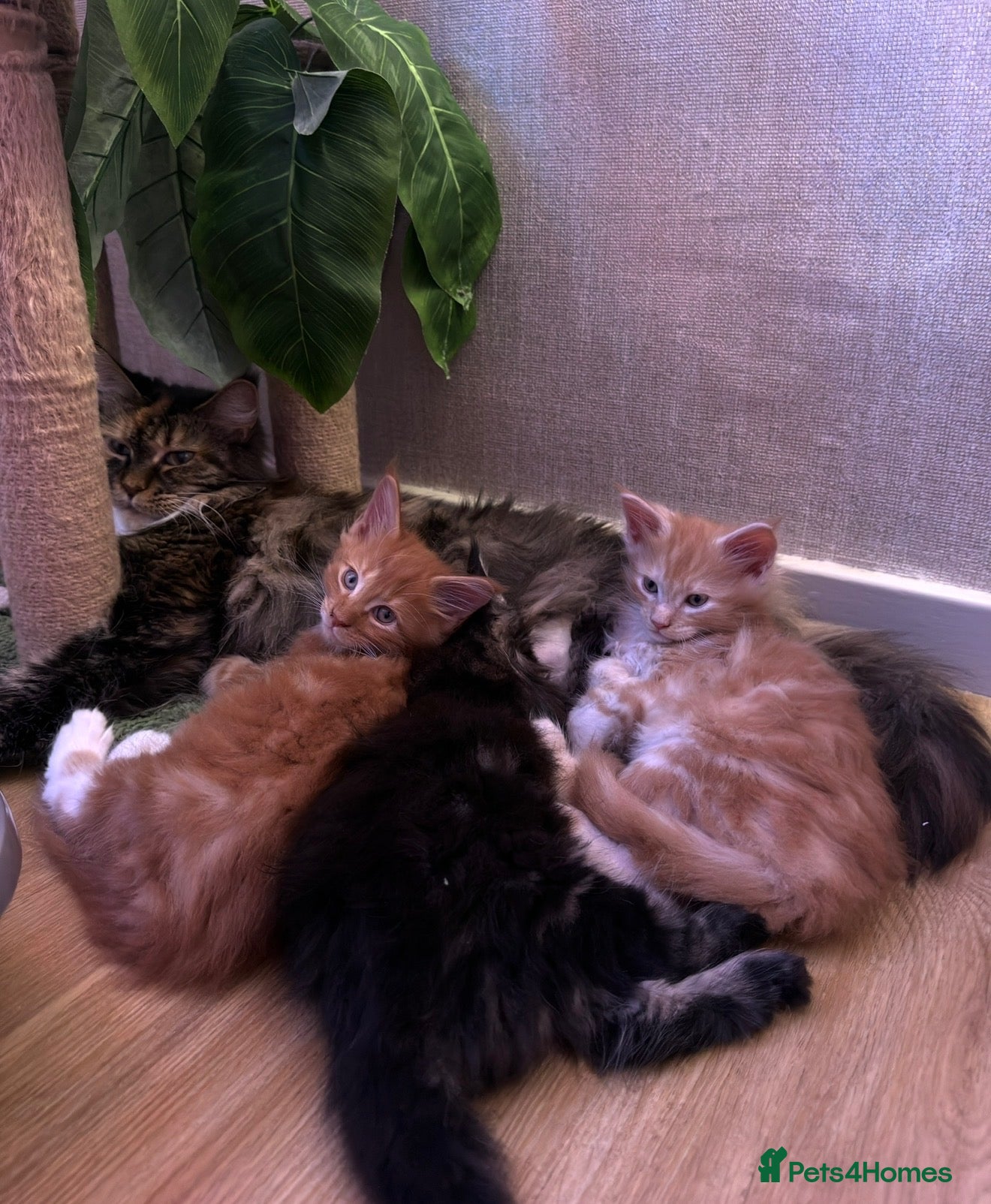 Maine Coon cats BEAUTIFUL MAINE COON KITTENS LOOKING FOR NEW HOME - Advert 3
