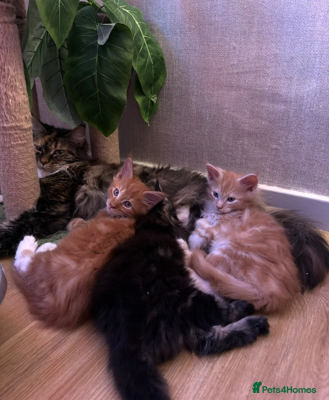 Maine Coon cats for sale: BEAUTIFUL MAINE COON KITTENS LOOKING FOR NEW HOME - Advert 1