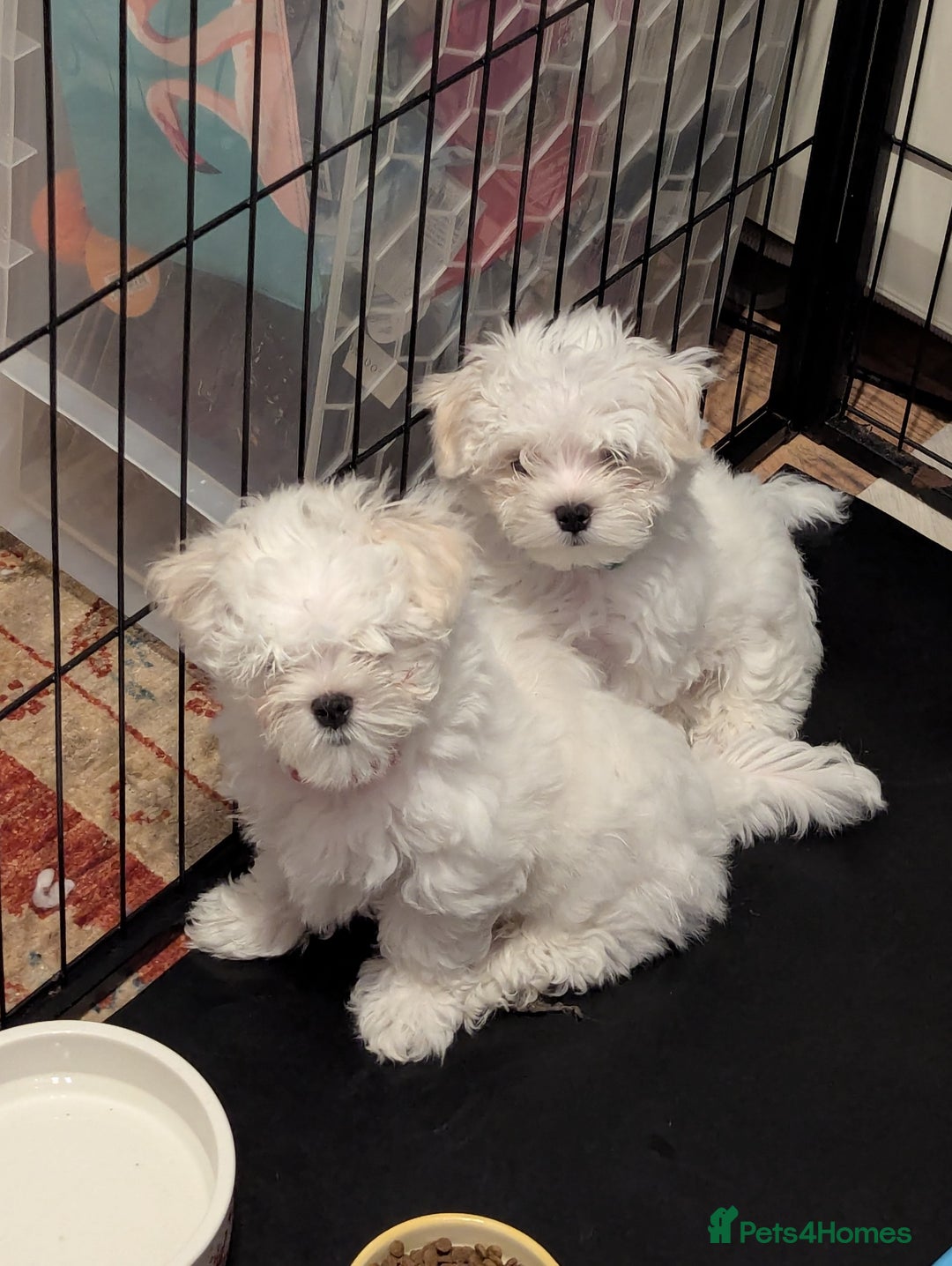 Maltese dogs for sale: Gorgeous KC pedigree Maltese puppy boy - Image 8